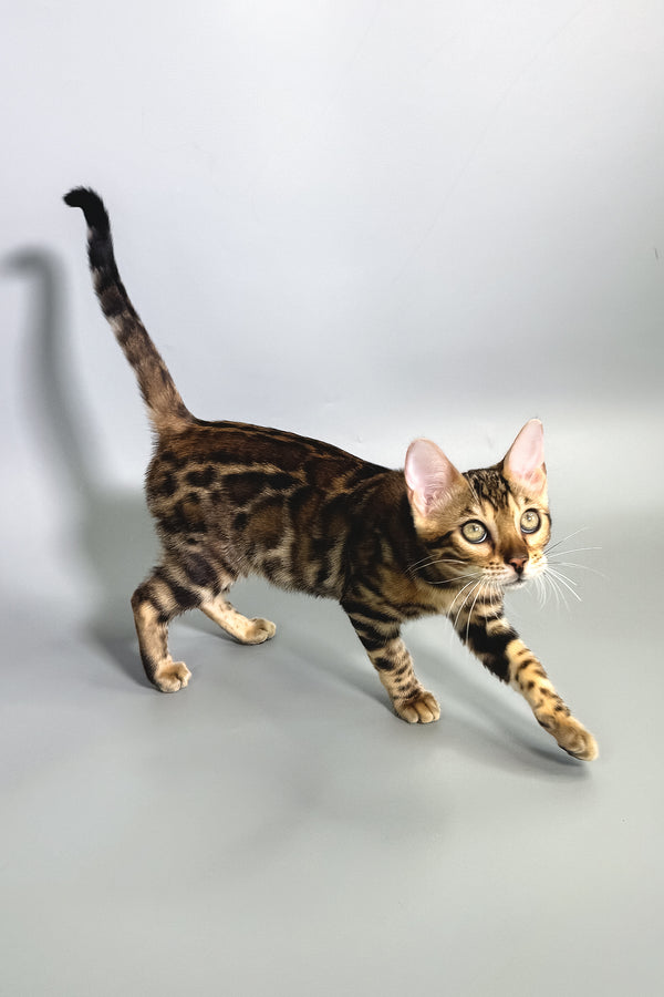 Gillia | Bengal Kitten