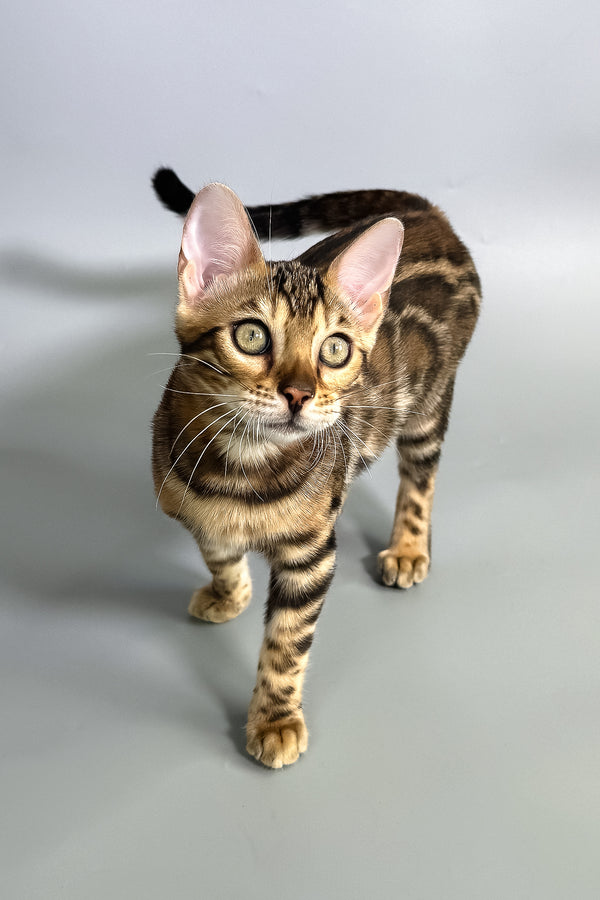 Gillia | Bengal Kitten
