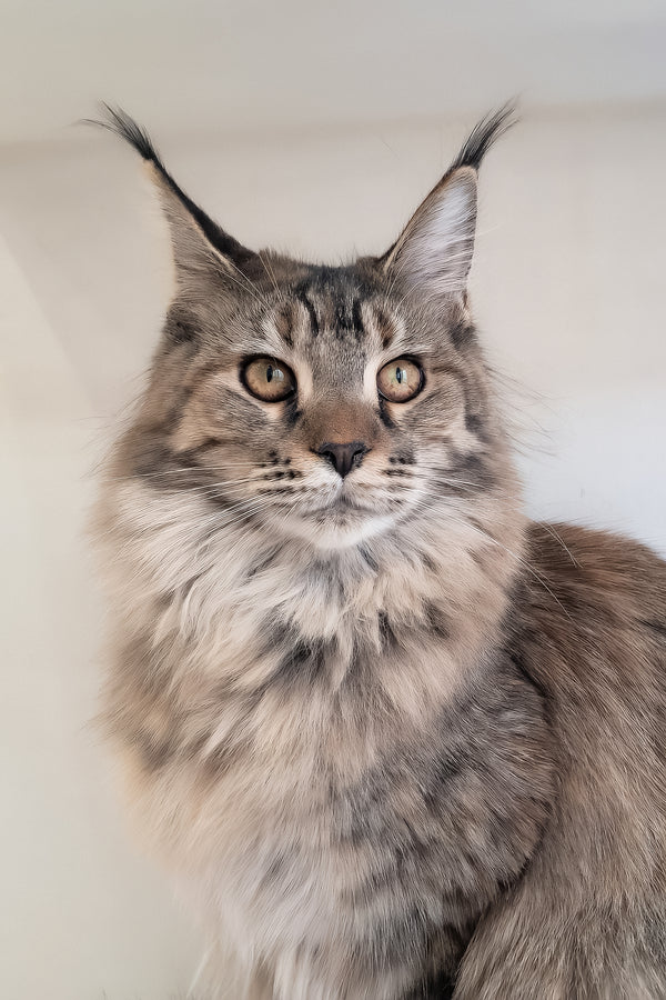 Gladys | Maine Coon Kitten