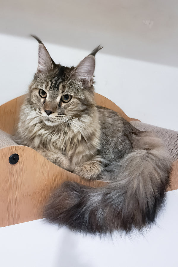 Gladys | Maine Coon Kitten