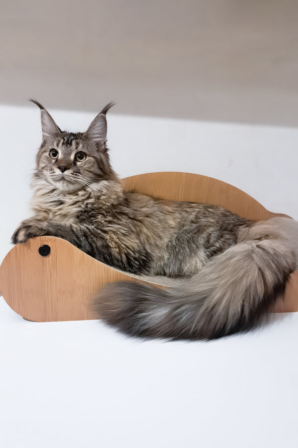 Gladys | Maine Coon Kitten