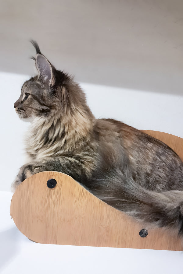 Gladys | Maine Coon Kitten