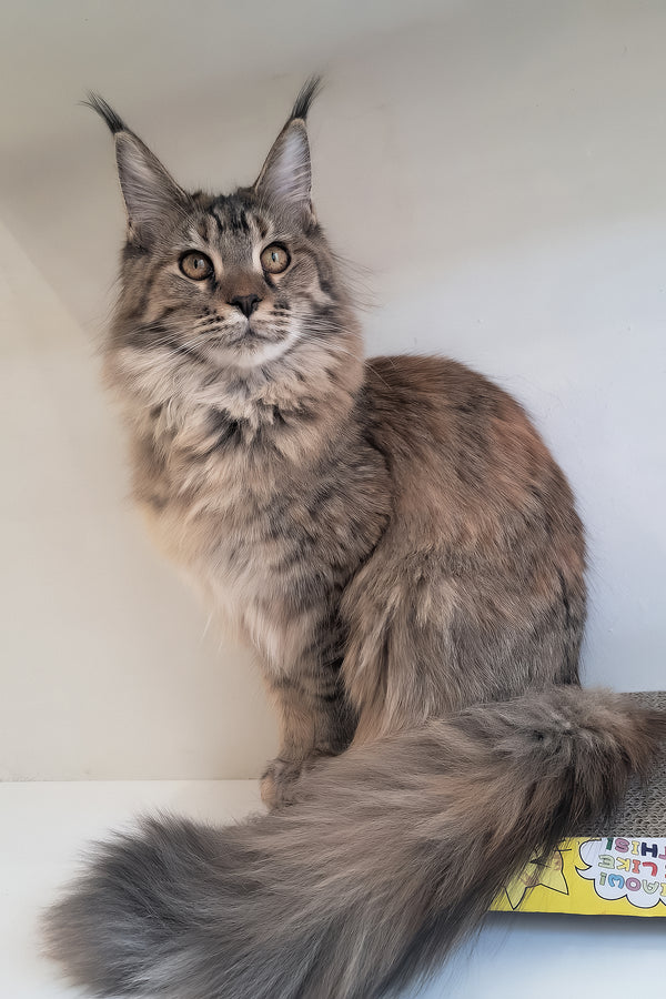 Gladys | Maine Coon Kitten