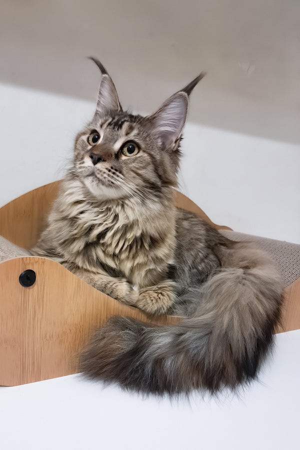 Gladys | Maine Coon Kitten