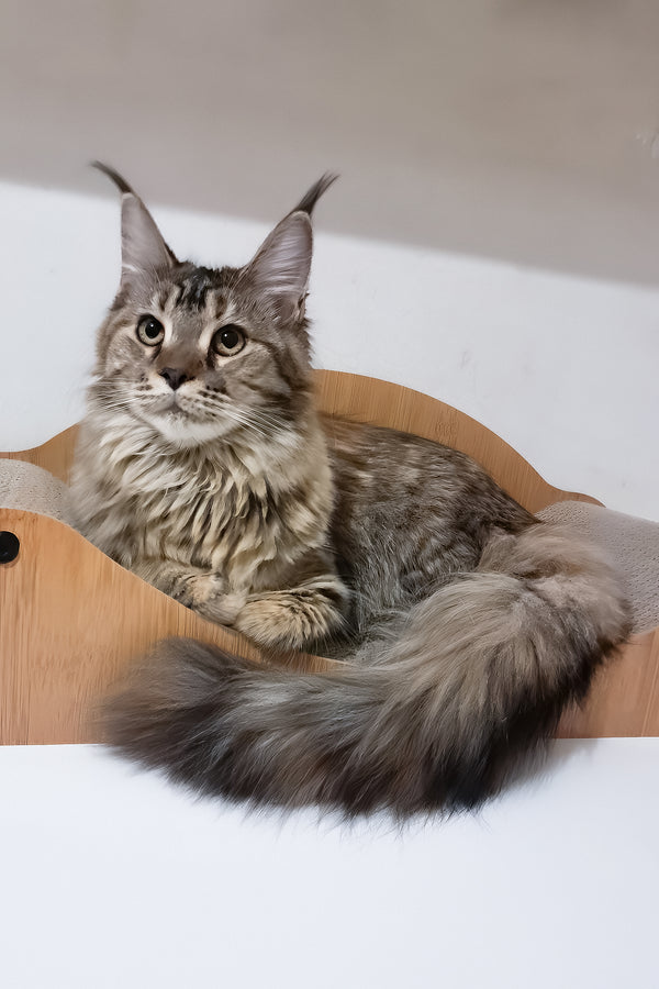 Gladys | Maine Coon Kitten