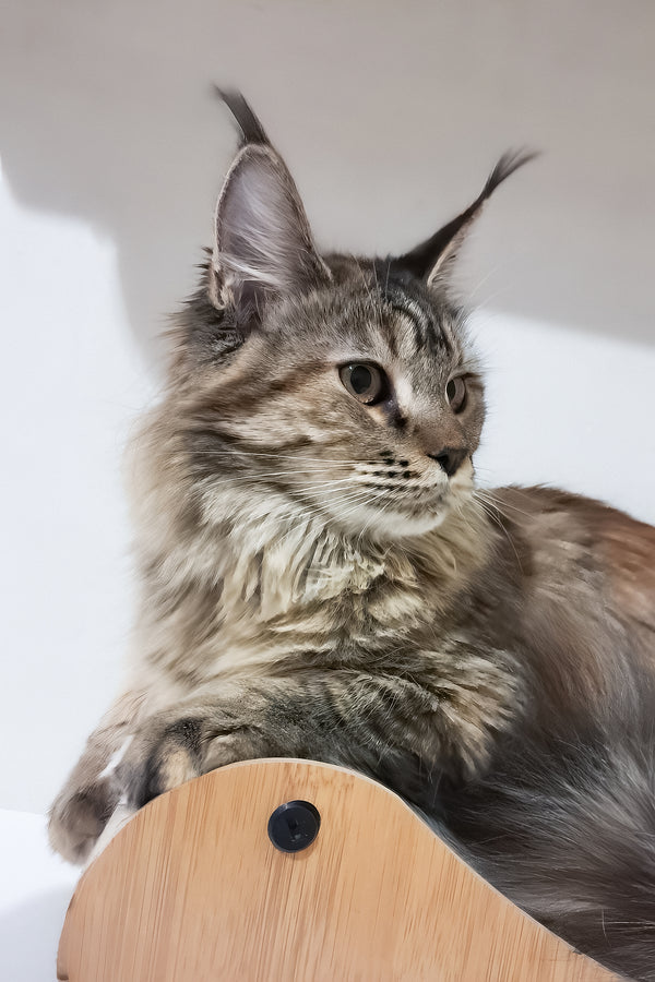 Gladys | Maine Coon Kitten