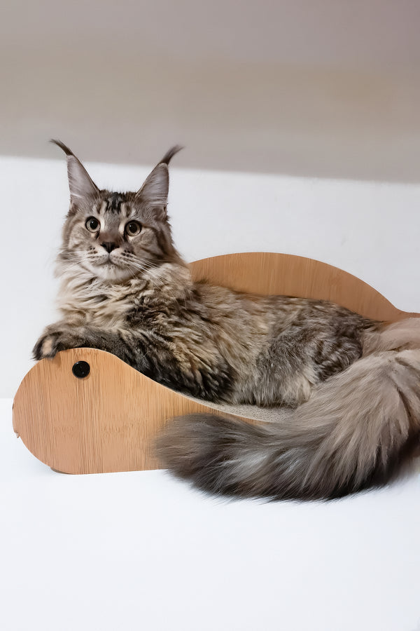 Gladys | Maine Coon Kitten