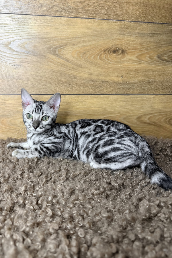 Gloria | Bengal Kitten