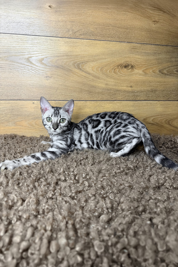 Gloria | Bengal Kitten