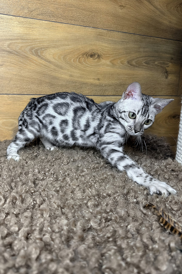 Gloria | Bengal Kitten