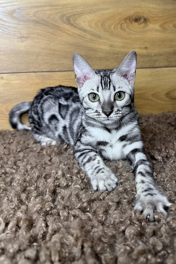 Gloria | Bengal Kitten