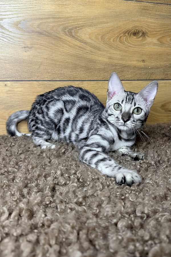 Gloria | Bengal Kitten