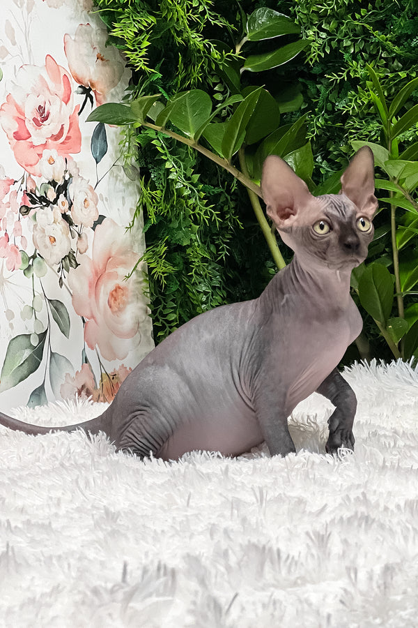 Gloria | Sphynx Kitten