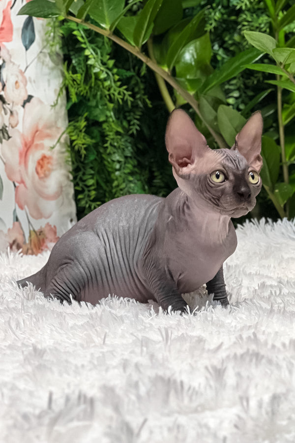 Gloria | Sphynx Kitten