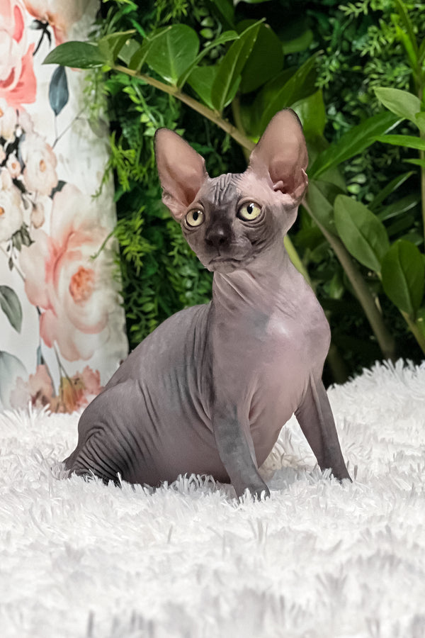 Gloria | Sphynx Kitten