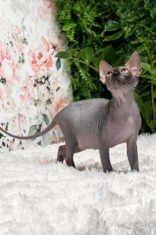 Gloria | Sphynx Kitten