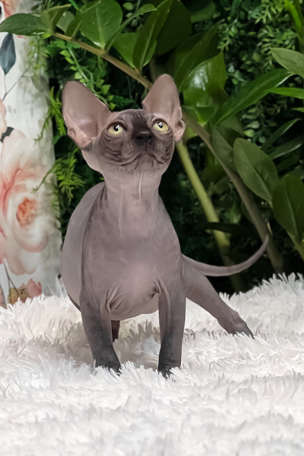 Gloria | Sphynx Kitten