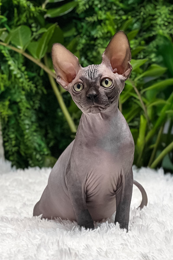 Gloria | Sphynx Kitten