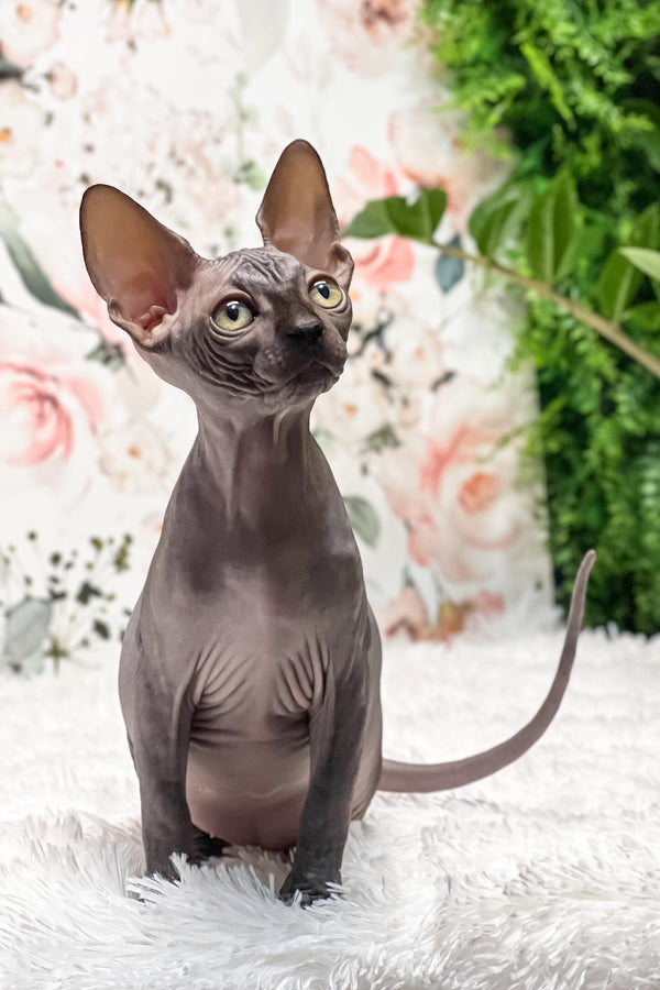 Gloria | Sphynx Kitten