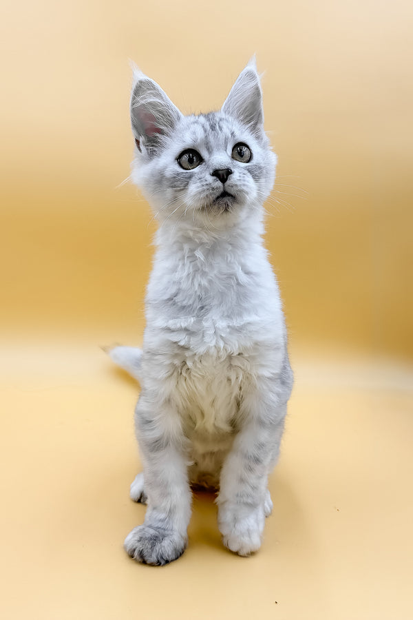 Grafinya | Maine Coon Kitten