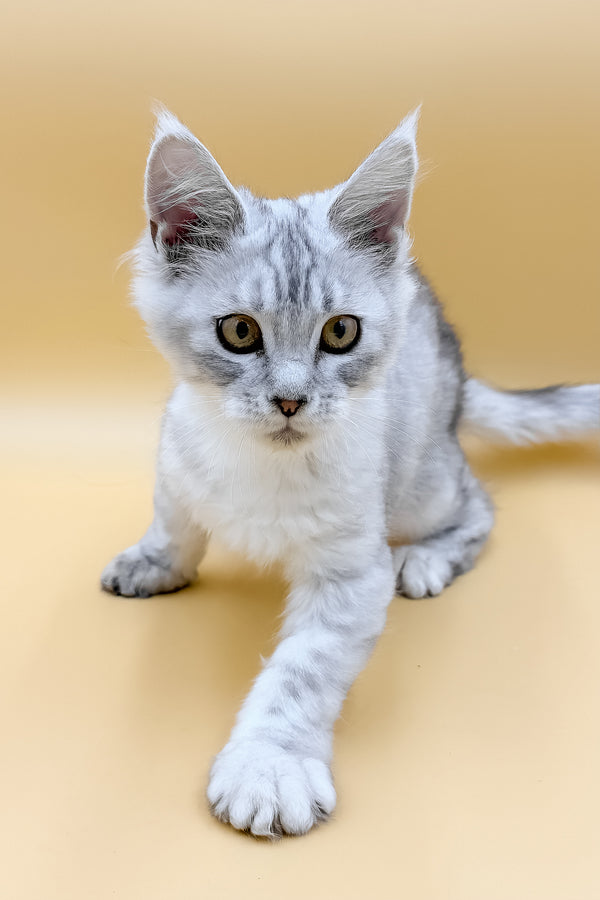 Grafinya | Maine Coon Kitten