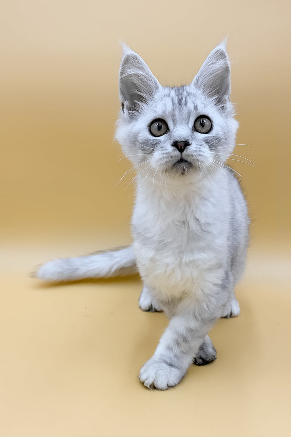 Grafinya | Maine Coon Kitten