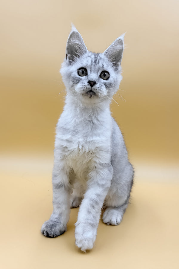 Grafinya | Maine Coon Kitten