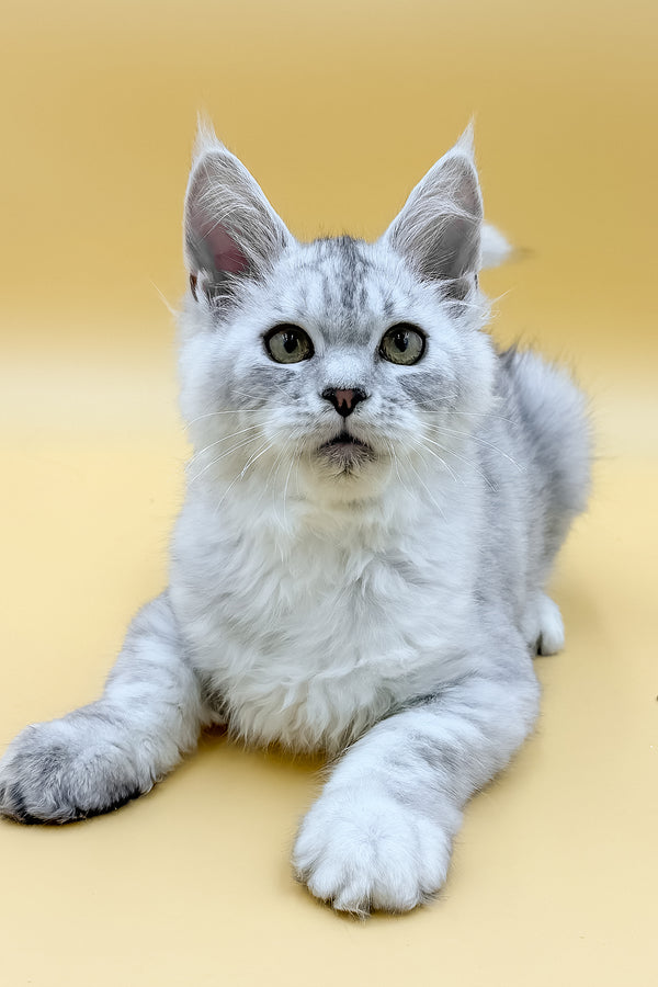 Grafinya | Maine Coon Kitten
