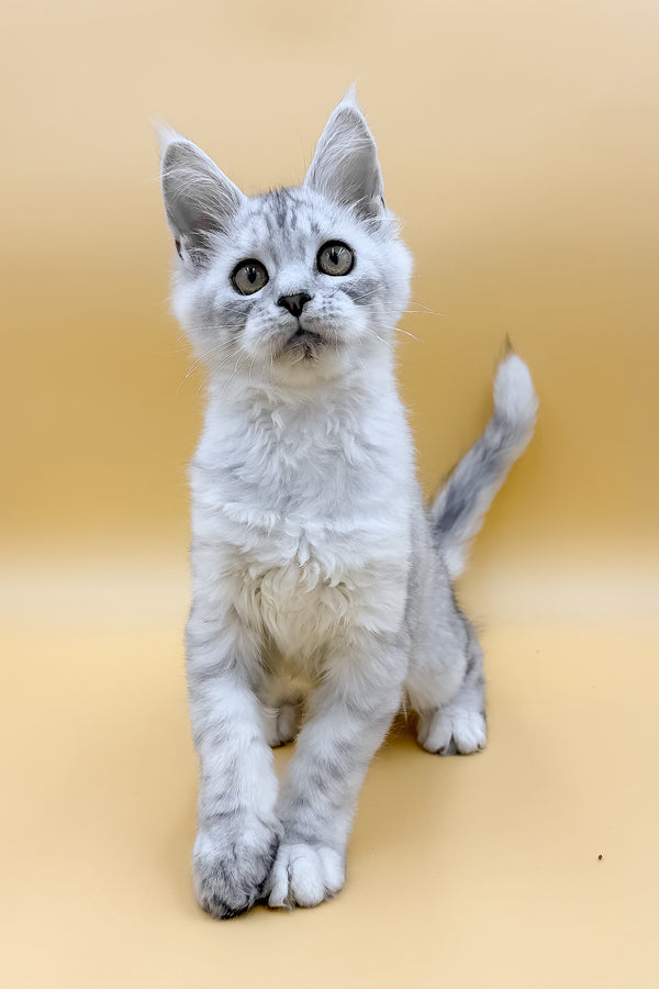 Grafinya | Maine Coon Kitten