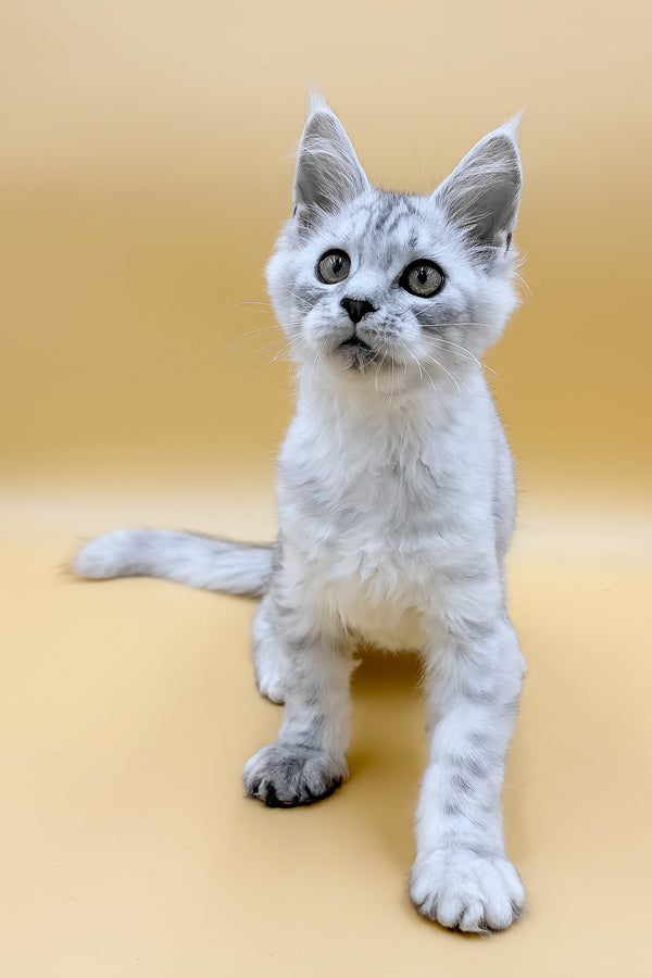 Grafinya | Maine Coon Kitten