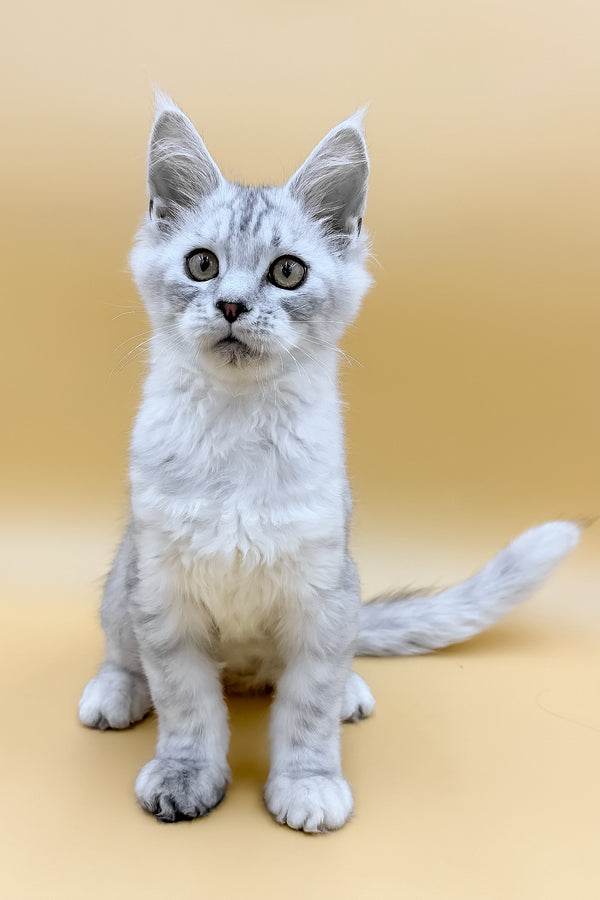 Grafinya | Maine Coon Kitten