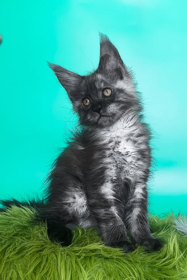Gavin | Maine Coon Kitten
