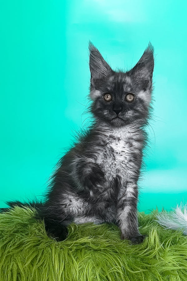 Gavin | Maine Coon Kitten