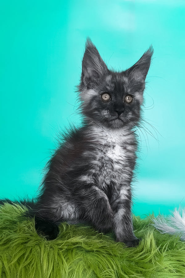 Gavin | Maine Coon Kitten