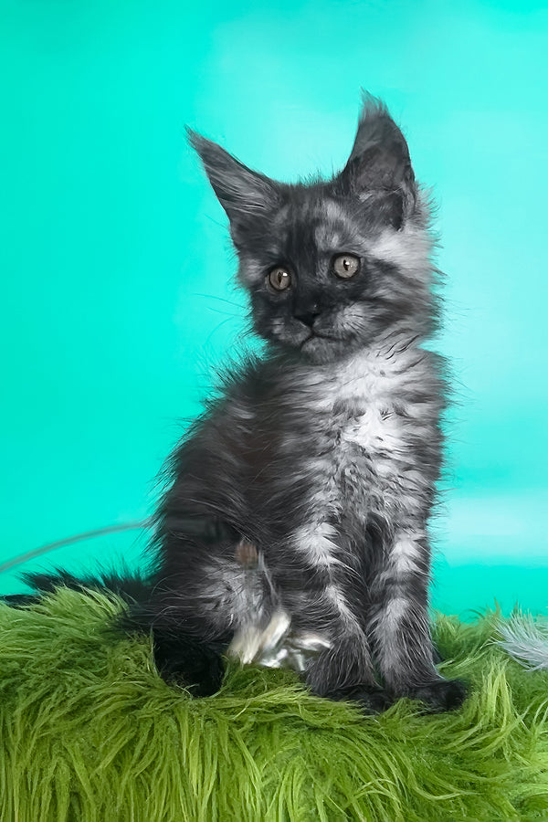 Gavin | Maine Coon Kitten