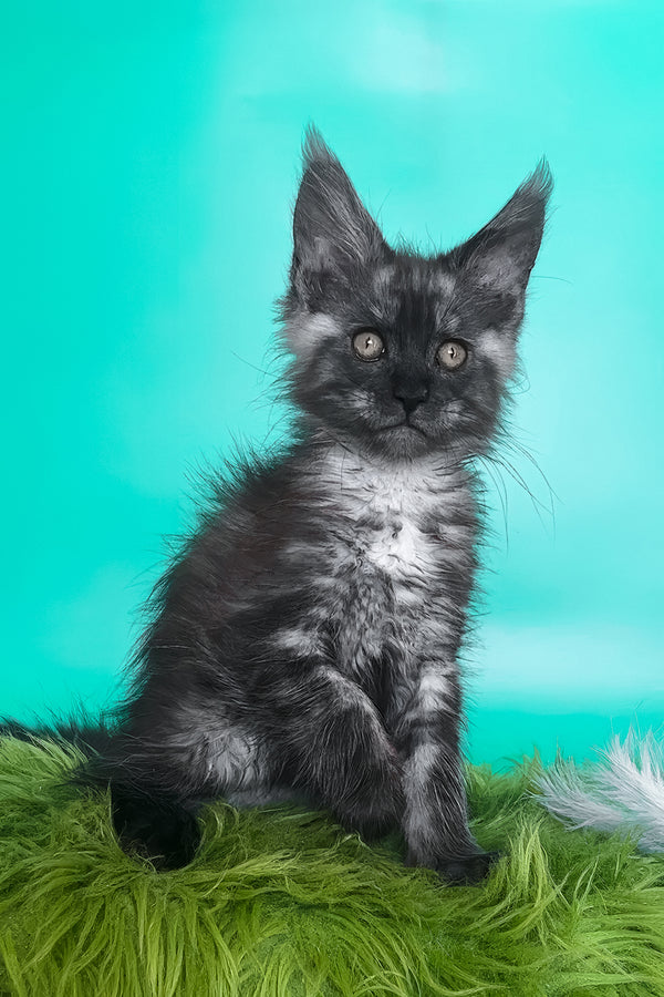 Gavin | Maine Coon Kitten