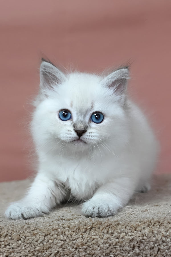 Gregory | Siberian Kitten