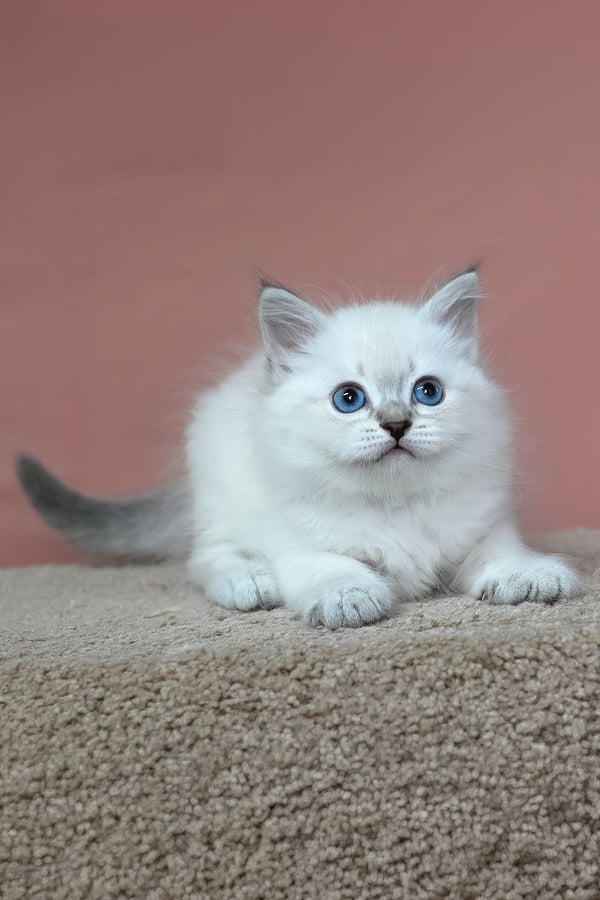 Gregory | Siberian Kitten