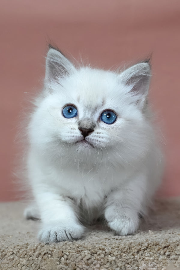 Gregory | Siberian Kitten