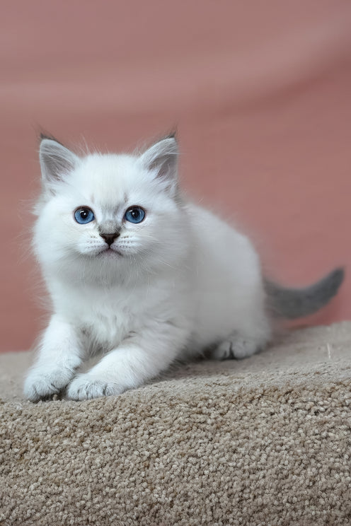 Gregory | Siberian Kitten