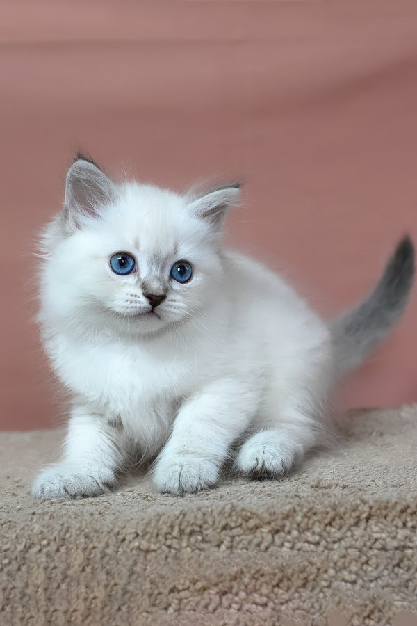 Gregory | Siberian Kitten