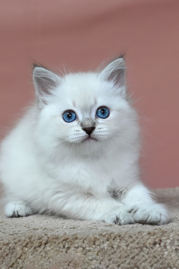 Gregory | Siberian Kitten