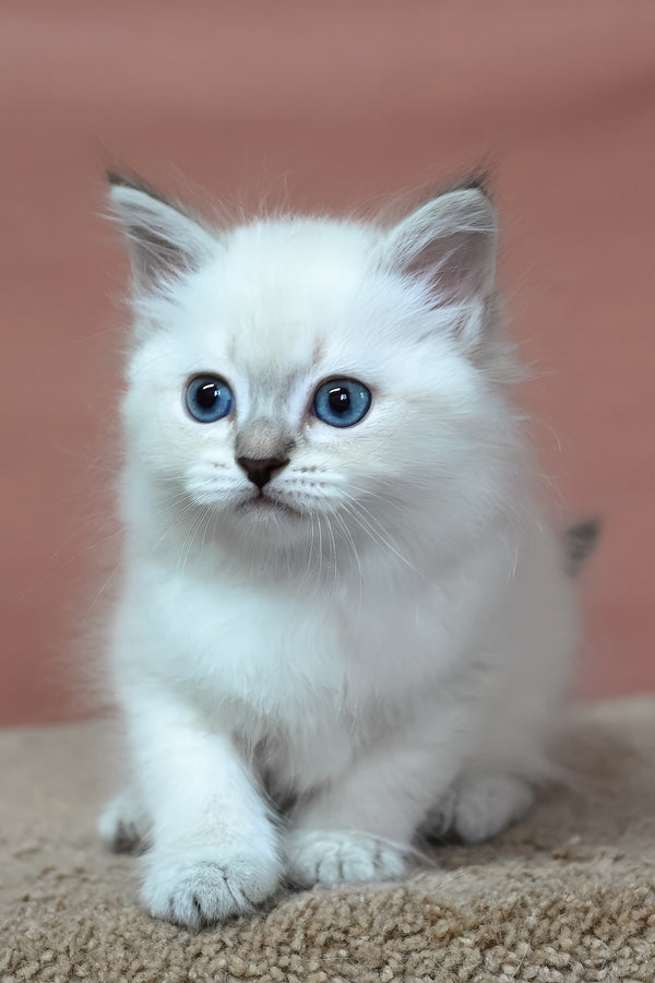 Gregory | Siberian Kitten