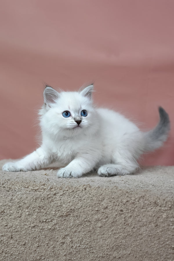 Gregory | Siberian Kitten