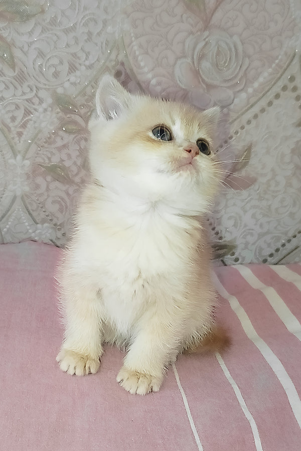Greta | Scottish Straight Kitten