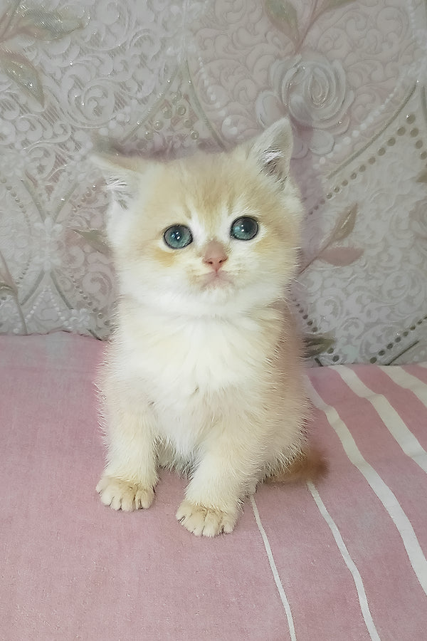 Greta | Scottish Straight Kitten