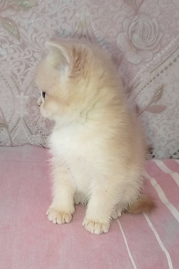 Greta | Scottish Straight Kitten