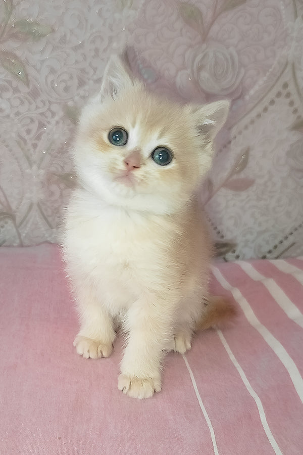 Greta | Scottish Straight Kitten