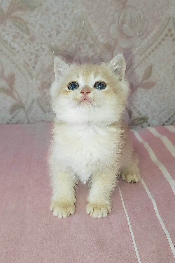 Greta | Scottish Straight Kitten