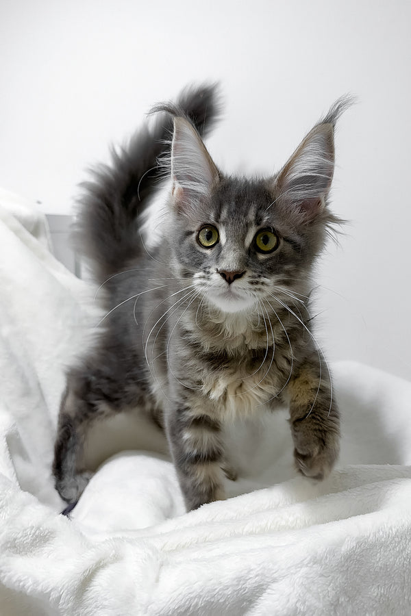 Gwen | Maine Coon Kitten